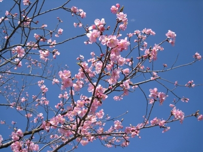 かわづ桜（河津桜）