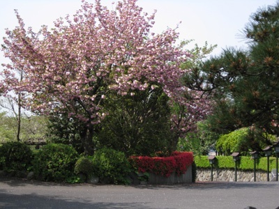 八重桜とツツジ
